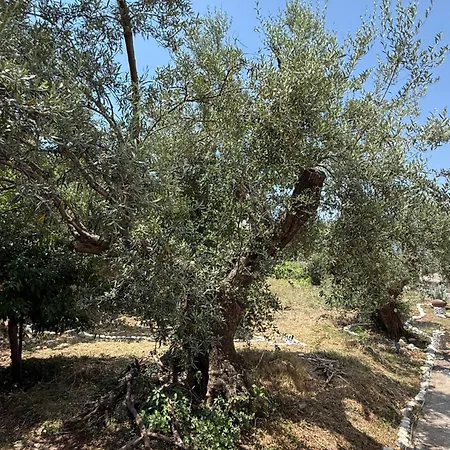 بيت ضيافة Casa Boha Garden